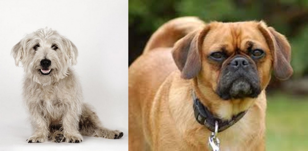 Pugalier vs Glen of Imaal Terrier - Breed Comparison