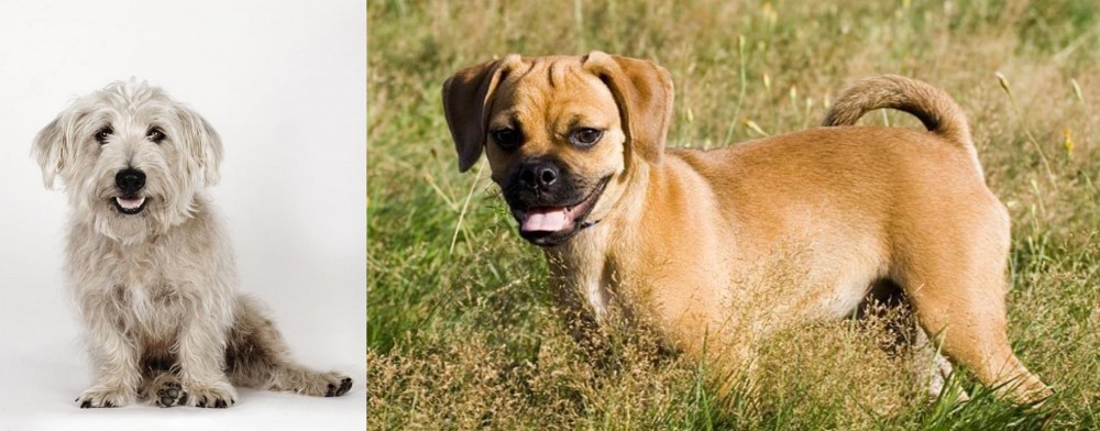Puggle vs Glen of Imaal Terrier - Breed Comparison