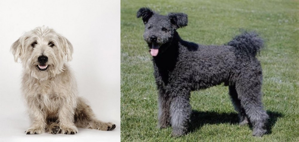 Pumi vs Glen of Imaal Terrier - Breed Comparison