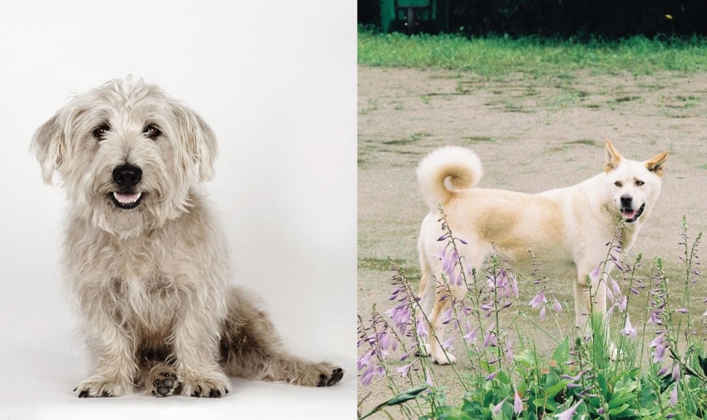 Pungsan Dog vs Glen of Imaal Terrier - Breed Comparison