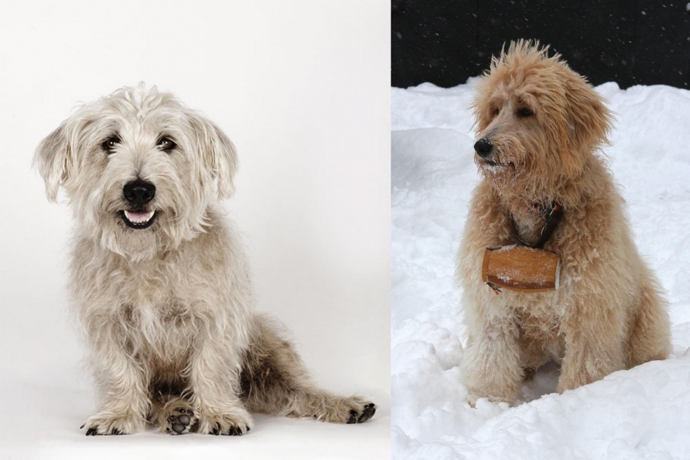 Pyredoodle vs Glen of Imaal Terrier - Breed Comparison