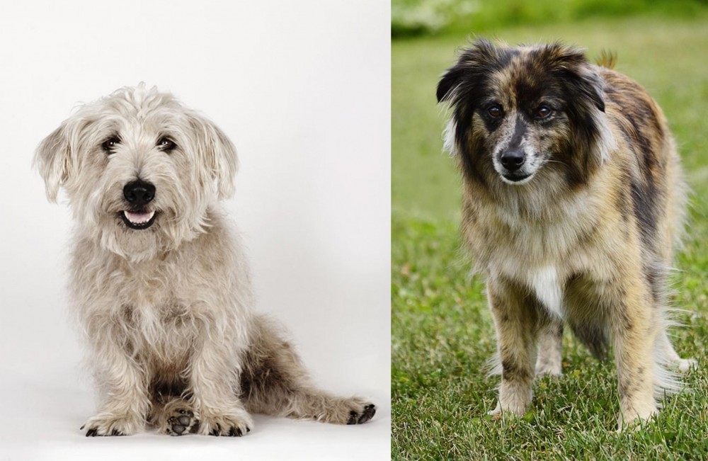 Pyrenean Shepherd vs Glen of Imaal Terrier - Breed Comparison