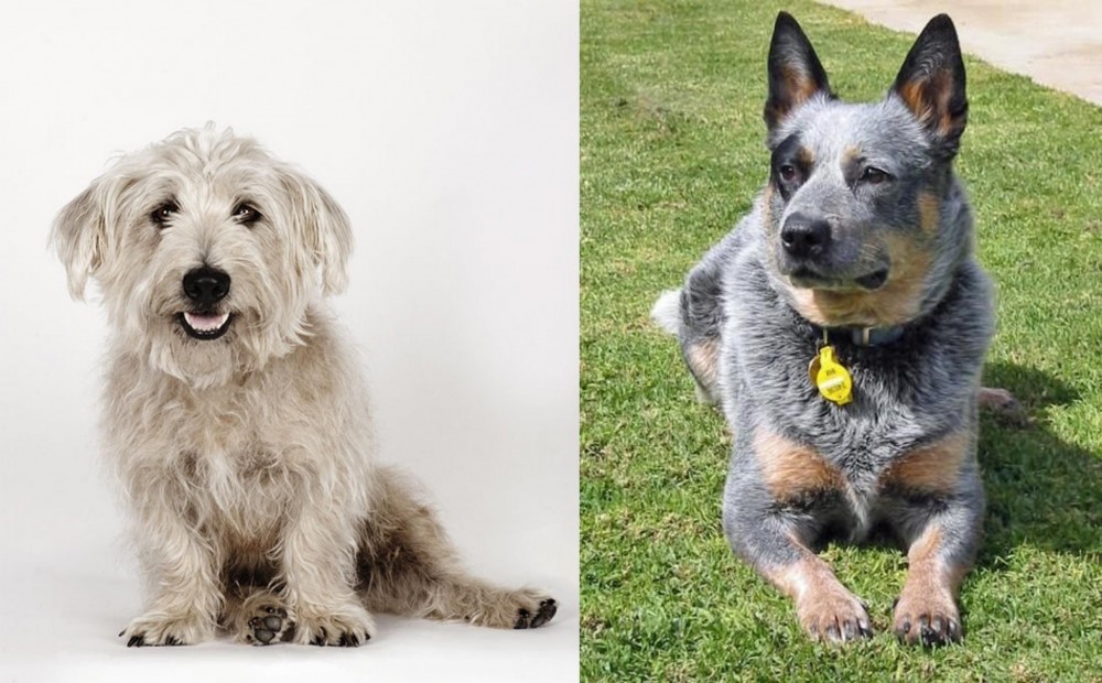 Queensland Heeler vs Glen of Imaal Terrier - Breed Comparison