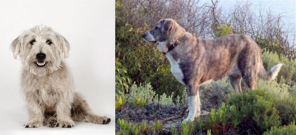 Rafeiro do Alentejo vs Glen of Imaal Terrier - Breed Comparison