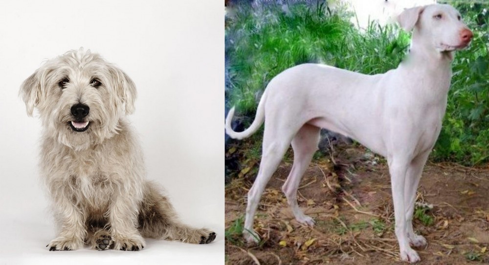 Rajapalayam vs Glen of Imaal Terrier - Breed Comparison