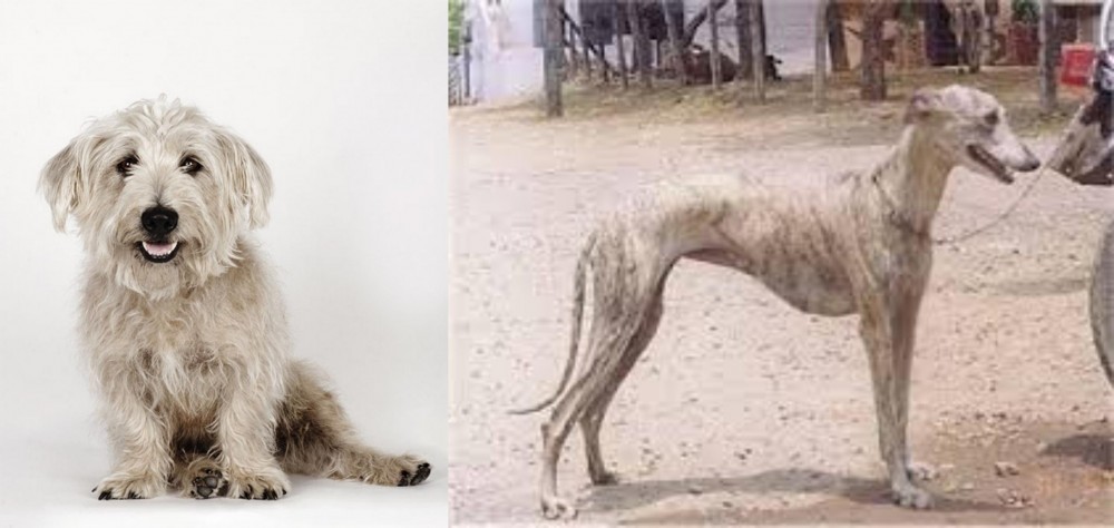 Rampur Greyhound vs Glen of Imaal Terrier - Breed Comparison