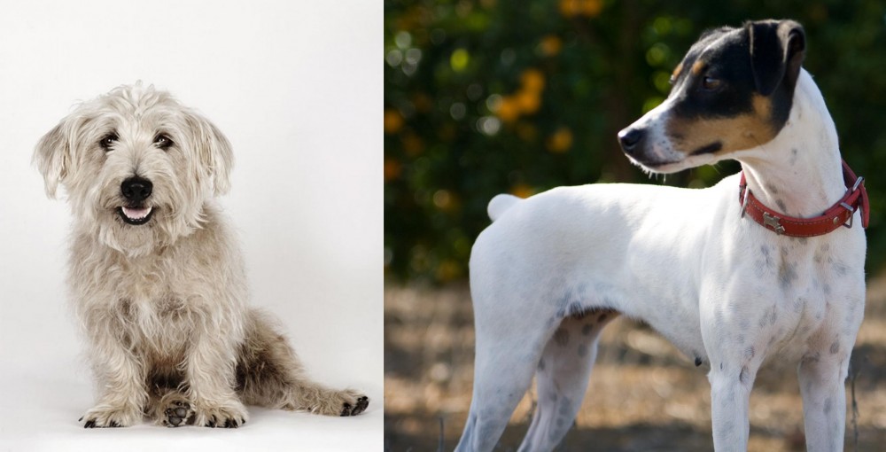 Ratonero Bodeguero Andaluz vs Glen of Imaal Terrier - Breed Comparison