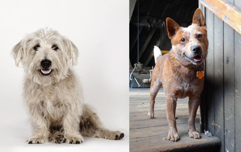 Red Heeler vs Glen of Imaal Terrier - Breed Comparison