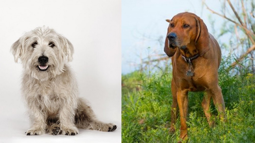 Redbone Coonhound vs Glen of Imaal Terrier - Breed Comparison