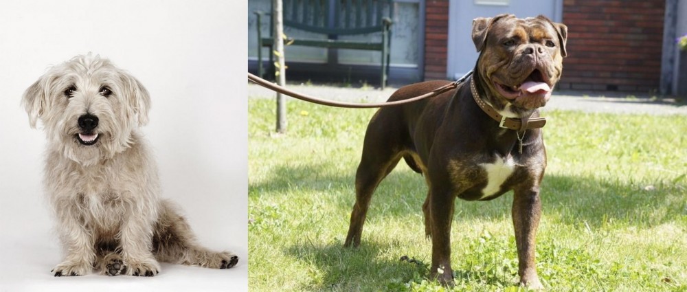 Renascence Bulldogge vs Glen of Imaal Terrier - Breed Comparison