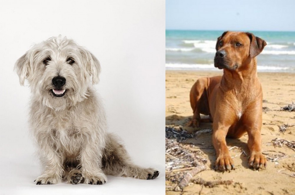 Rhodesian Ridgeback vs Glen of Imaal Terrier - Breed Comparison