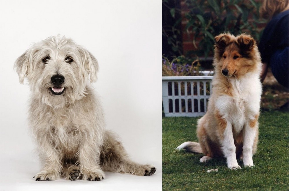 Rough Collie vs Glen of Imaal Terrier - Breed Comparison