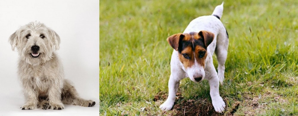Russell Terrier vs Glen of Imaal Terrier - Breed Comparison