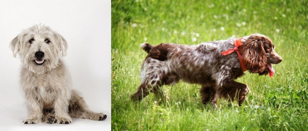 Russian Spaniel vs Glen of Imaal Terrier - Breed Comparison