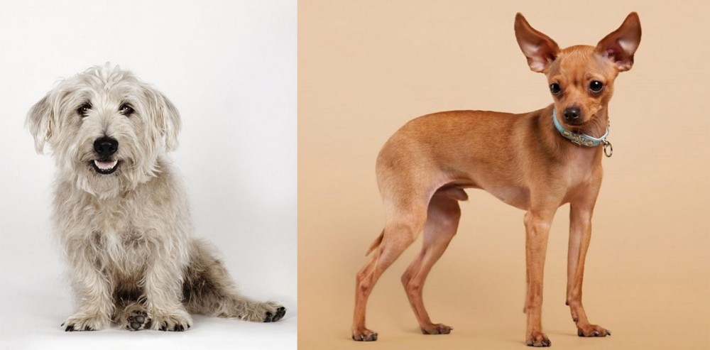 Russian Toy Terrier vs Glen of Imaal Terrier - Breed Comparison