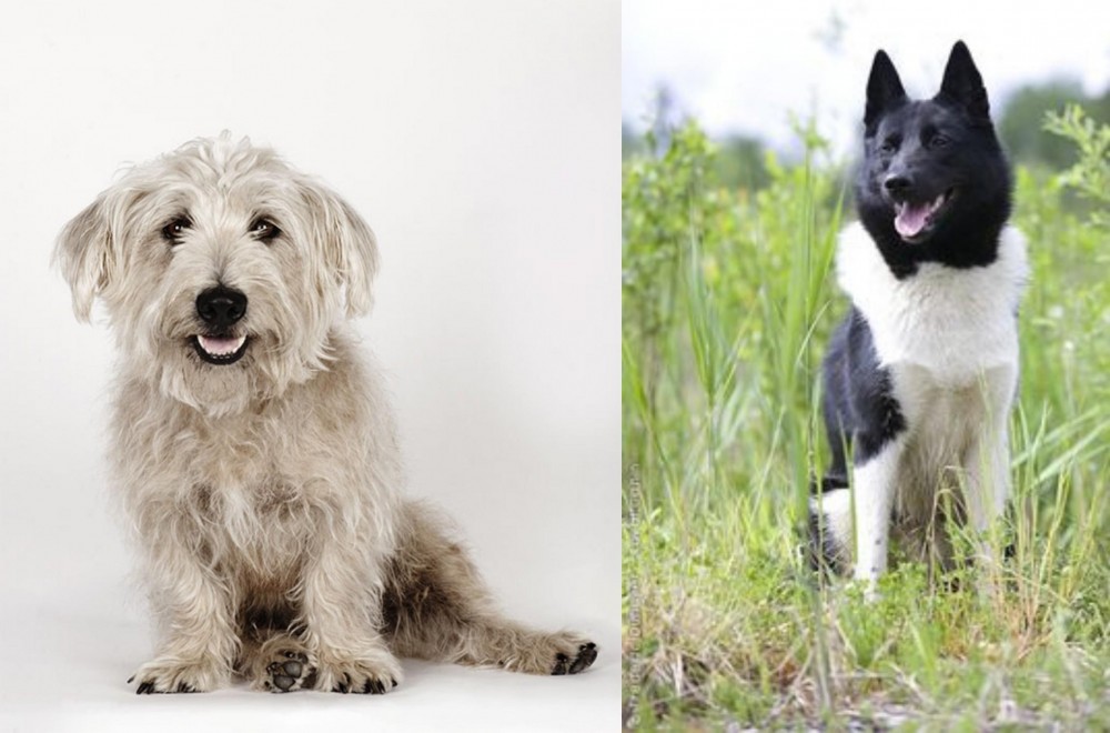 Russo-European Laika vs Glen of Imaal Terrier - Breed Comparison