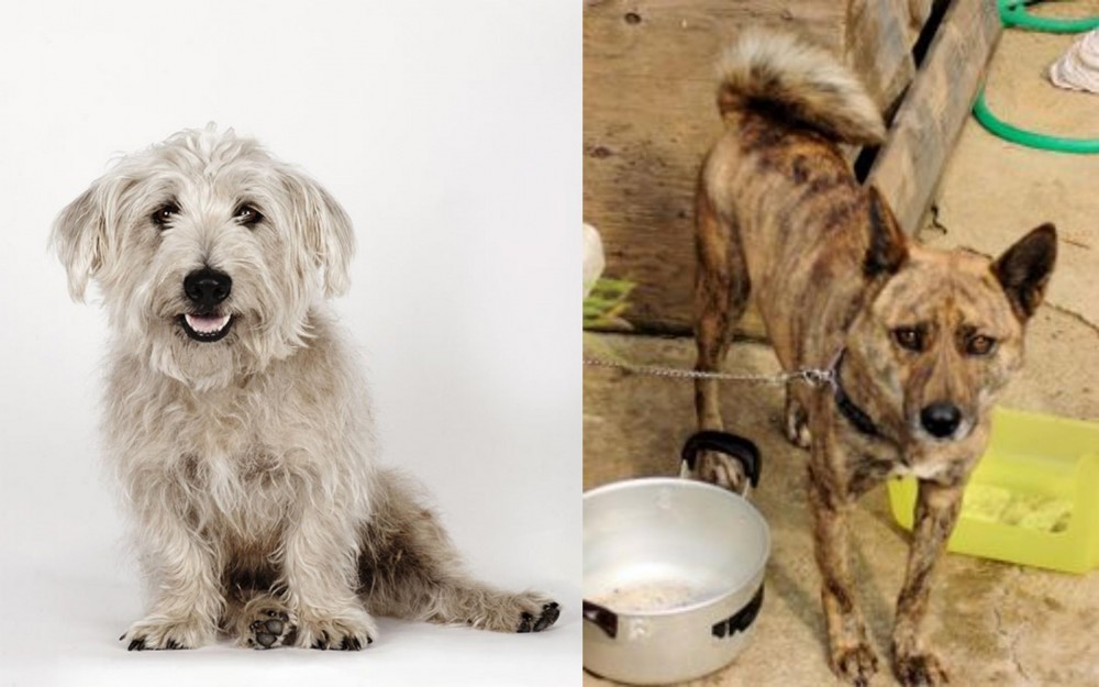 Ryukyu Inu vs Glen of Imaal Terrier - Breed Comparison