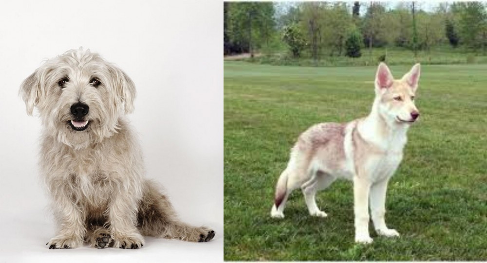 Saarlooswolfhond vs Glen of Imaal Terrier - Breed Comparison