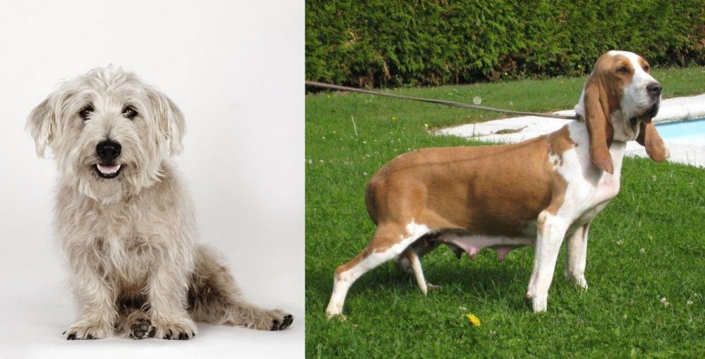 Sabueso Espanol vs Glen of Imaal Terrier - Breed Comparison