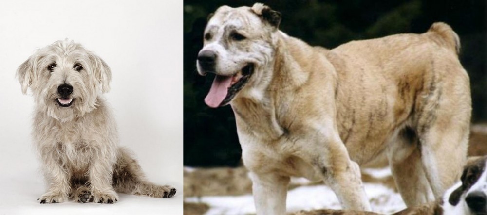 Sage Koochee vs Glen of Imaal Terrier - Breed Comparison