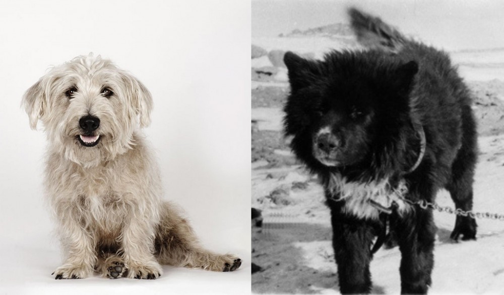 Sakhalin Husky vs Glen of Imaal Terrier - Breed Comparison