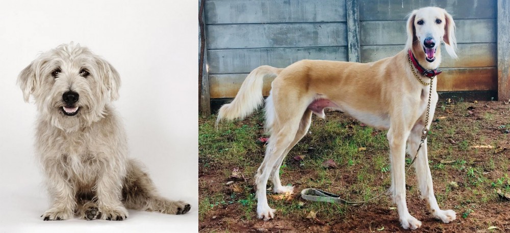 Saluki vs Glen of Imaal Terrier - Breed Comparison