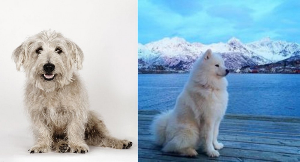 Samoyed vs Glen of Imaal Terrier - Breed Comparison