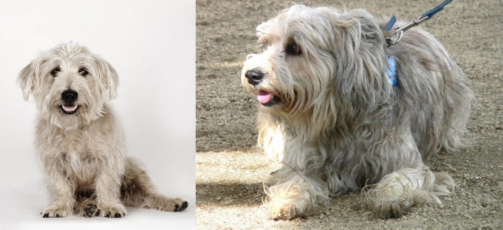 Sapsali vs Glen of Imaal Terrier - Breed Comparison