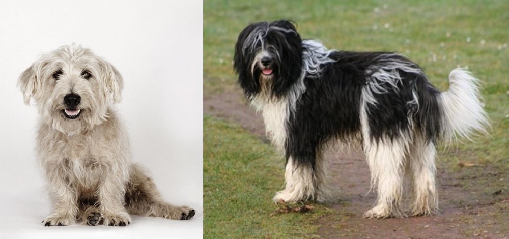 Schapendoes vs Glen of Imaal Terrier - Breed Comparison