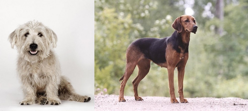 Schillerstovare vs Glen of Imaal Terrier - Breed Comparison