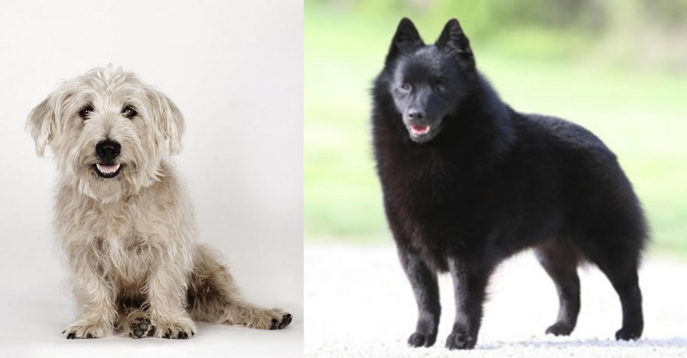 Schipperke vs Glen of Imaal Terrier - Breed Comparison
