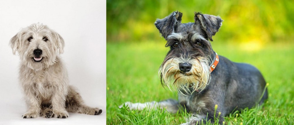 Schnauzer vs Glen of Imaal Terrier - Breed Comparison