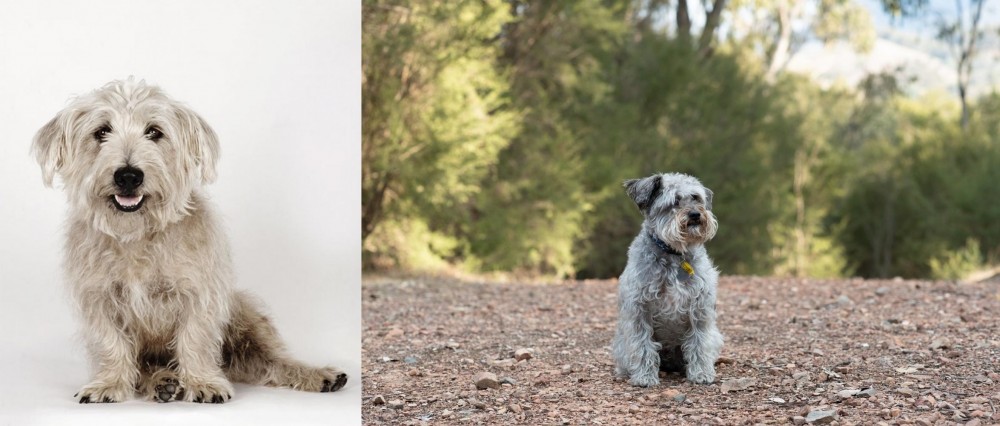 Schnoodle vs Glen of Imaal Terrier - Breed Comparison