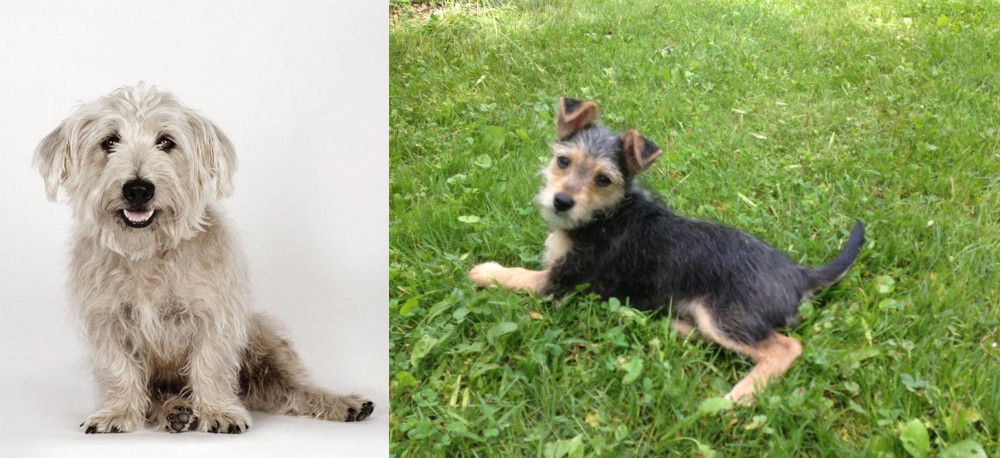 Schnorkie vs Glen of Imaal Terrier - Breed Comparison