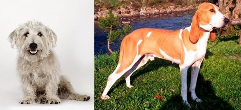 Schweizer Laufhund vs Glen of Imaal Terrier - Breed Comparison