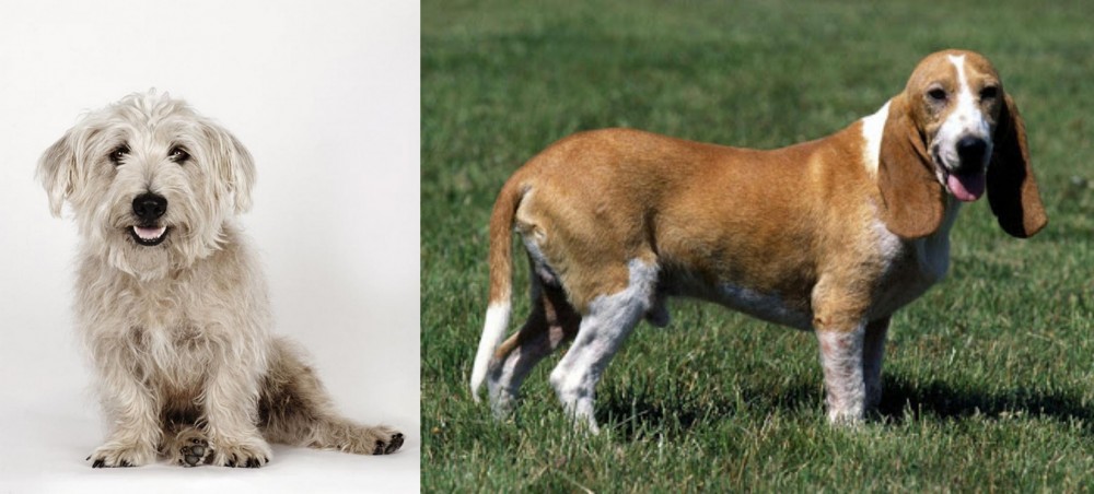Schweizer Niederlaufhund vs Glen of Imaal Terrier - Breed Comparison