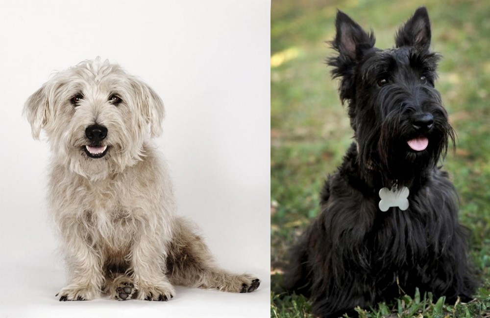 Scoland Terrier vs Glen of Imaal Terrier - Breed Comparison