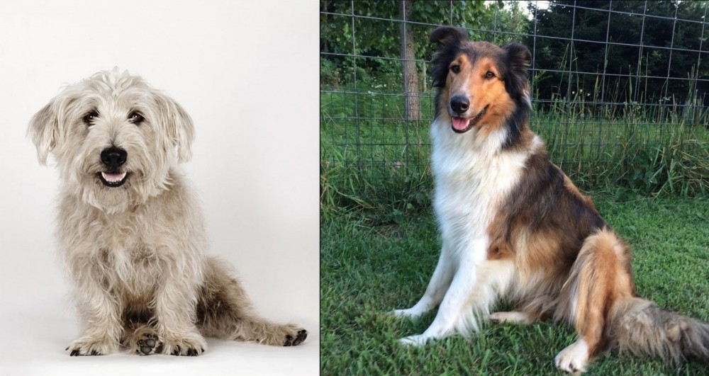 Scotch Collie vs Glen of Imaal Terrier - Breed Comparison