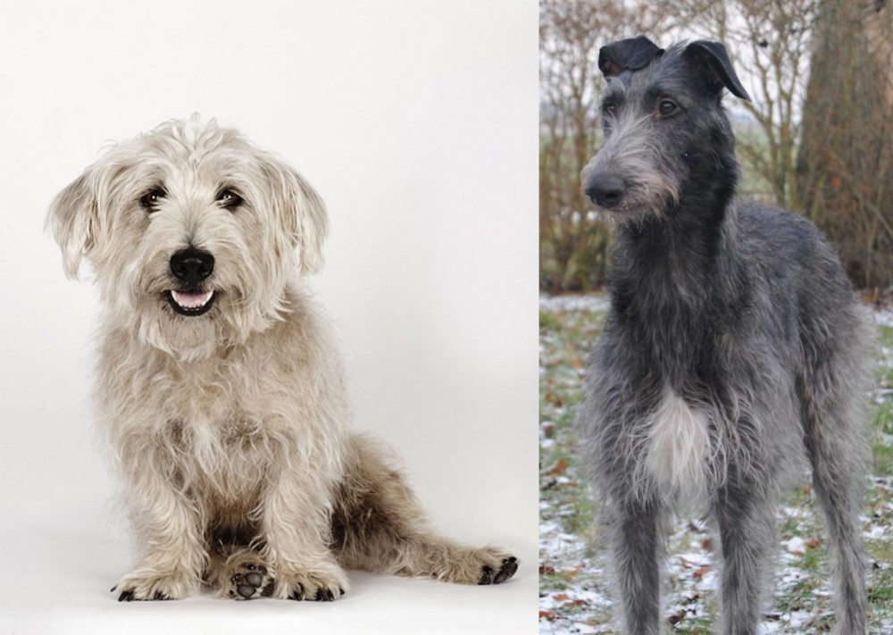 Scottish Deerhound vs Glen of Imaal Terrier - Breed Comparison