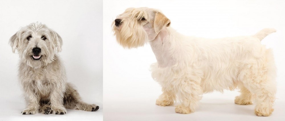 Sealyham Terrier vs Glen of Imaal Terrier - Breed Comparison