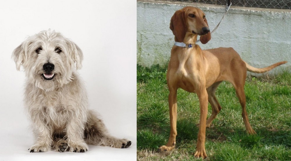 Segugio Italiano vs Glen of Imaal Terrier - Breed Comparison