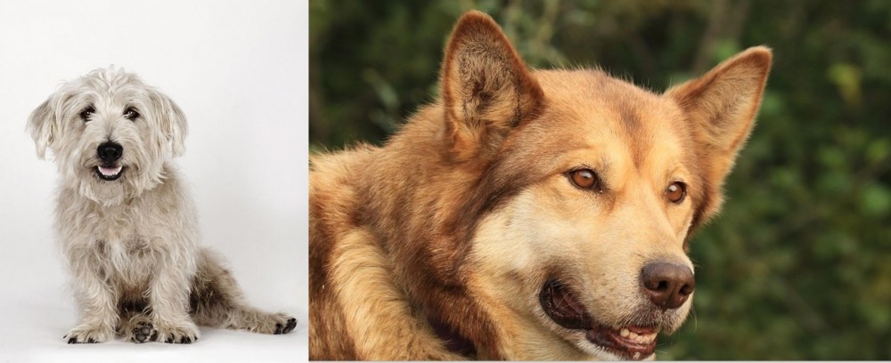 Seppala Siberian Sleddog vs Glen of Imaal Terrier - Breed Comparison