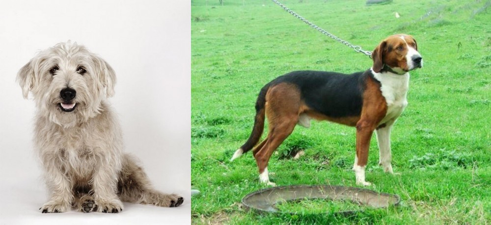 Serbian Tricolour Hound vs Glen of Imaal Terrier - Breed Comparison