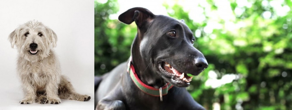 Shepard Labrador vs Glen of Imaal Terrier - Breed Comparison