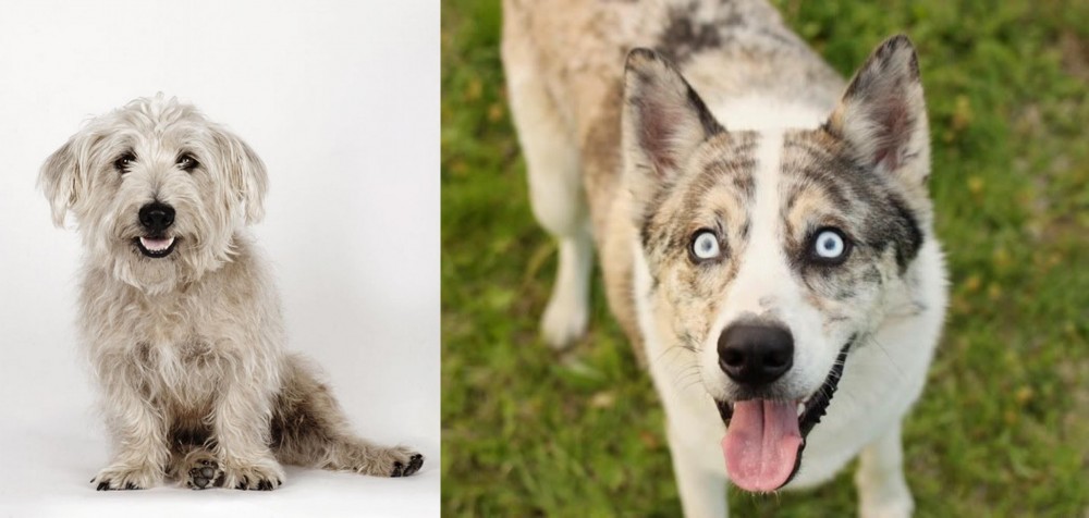 Shepherd Husky vs Glen of Imaal Terrier - Breed Comparison