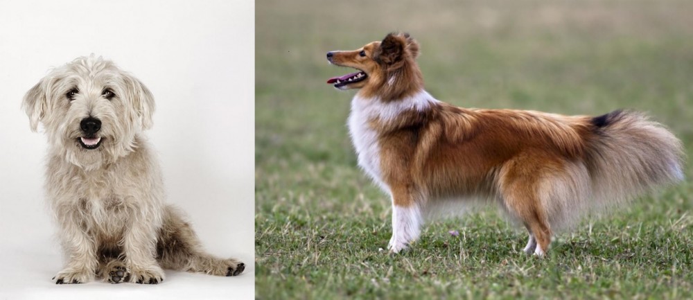 Shetland Sheepdog vs Glen of Imaal Terrier - Breed Comparison