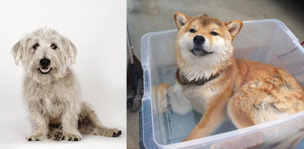 Shiba Inu vs Glen of Imaal Terrier - Breed Comparison
