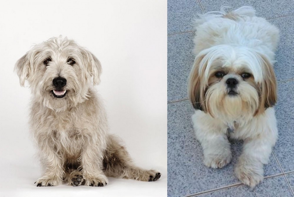 Shih Tzu vs Glen of Imaal Terrier - Breed Comparison