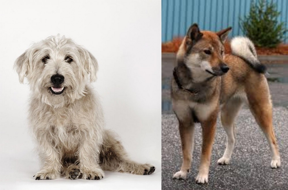 Shikoku vs Glen of Imaal Terrier - Breed Comparison
