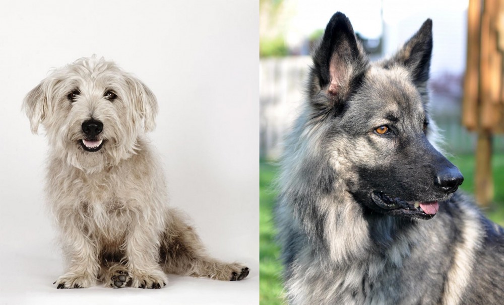 Shiloh Shepherd vs Glen of Imaal Terrier - Breed Comparison